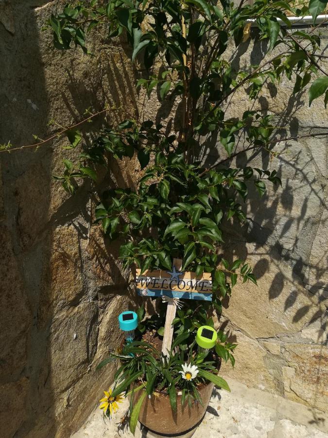 Villa Holly Μπαλτσίκ Εξωτερικό φωτογραφία
